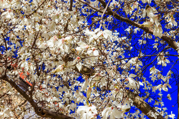 Fototapeta na wymiar Beautiful blooming white magnolia tree in park