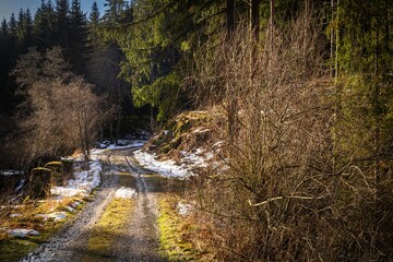 Forest road in winter
