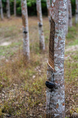 Rubber trees in rubber plantations farmers of southern Thailand, Rubber tree with fresh latex rubber drop in cup.