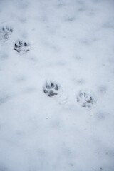 footprints in the snow. Dog tracks in the snow. Dog tracks on a background of snow. Caring for pets in winter and cold weather.