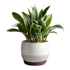 Indoor plant in a ceramic pot isolated over a white or transparent background, png