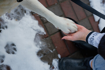 The dog gives its paw to the woman. A dog's paw in a man's hand. A pet. Labrador