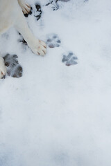footprints in the snow. Dog tracks in the snow. Dog tracks on a background of snow. Caring for pets in winter and cold weather.