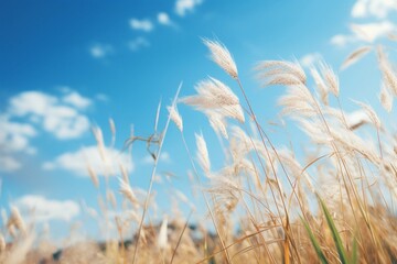  the golden wheat field