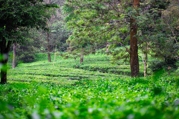 Fototapeta na wymiar Beautiful morning view of Tea Plantation, fresh and green landscape