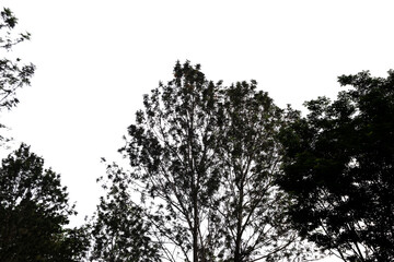 tree silhouette against white sky background