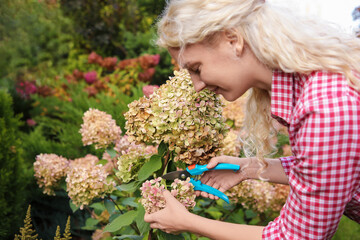 Woman pruning hydrangea flowers with secateurs in garden - obrazy, fototapety, plakaty
