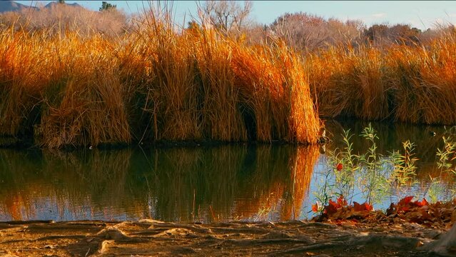 Morning pond scene in golden light