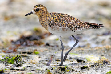 Pazifischer Goldregenpfeifer, Sibirischer Goldregenpfeifer // Pacific golden plover (Pluvialis...