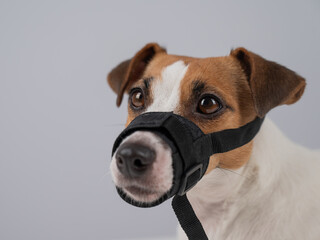 Jack Russell Terrier dog in a rag muzzle on a white background. Copy space. 