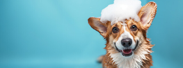 happy wet corgi dog taking bath with soap foam on his head . blue background. copy space	