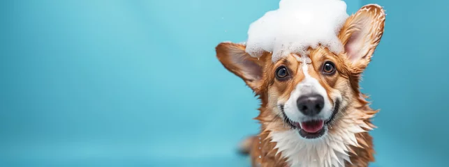 Lichtdoorlatende gordijnen Schoonheidssalon happy wet corgi dog taking bath with soap foam on his head . blue background. copy space 