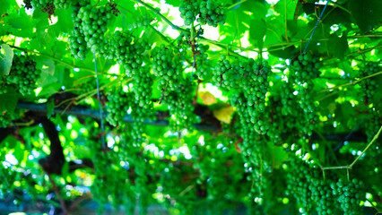 Green Grapes Vineyard Sunlight Transluscent
