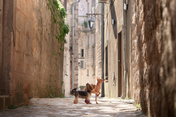 Yorkshire Terrier encounters an American Hairless Terrier dog in a historic cobblestone alley...