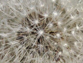 white fluffs on a dandelion, early spring, in macro