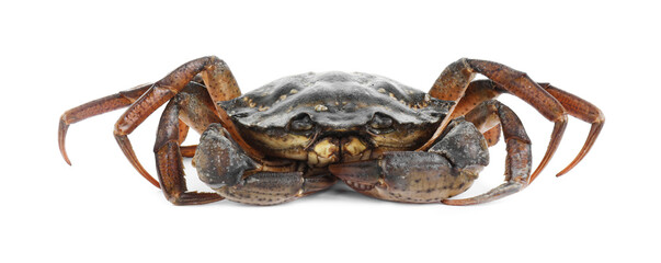 One fresh raw crab isolated on white