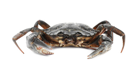 One fresh raw crab isolated on white
