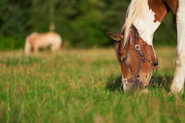 Naklejka na ściany i meble Horse on meadow eats grass. Close-up of horse eats grass in the field. Horse farm.