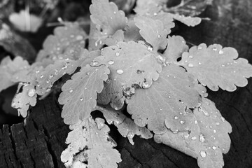 Leaves and drops