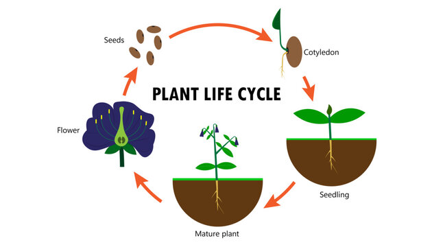 Plant life cycle drawing diagram