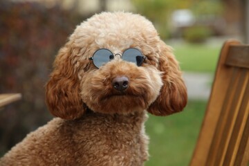 Cute fluffy dog in sunglasses on blurred background