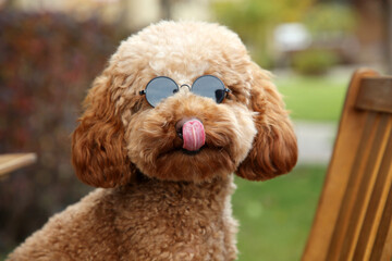 Cute fluffy dog in sunglasses on blurred background