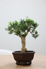 Beautiful bonsai tree in pot on wooden table