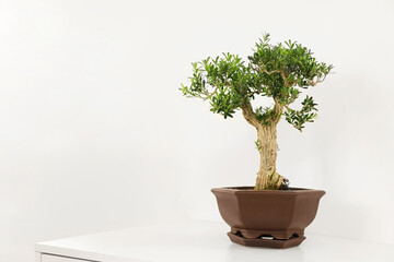 Beautiful bonsai tree in pot on table against light wall, space for text