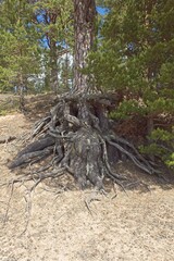 Bare twisted old tree roots on sandy slope.