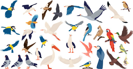 set of birds of different breeds on a white background, vector - obrazy, fototapety, plakaty