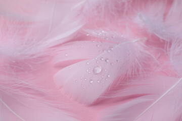 Fluffy white feathers with water drops on pink background, closeup