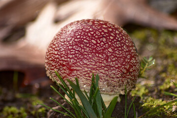 Amanita muscaria mushroom emerging from the ground in egg shape, wrapped in spongy tissue