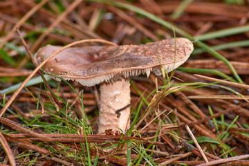 Amanita muscaria mushroom emerging from the ground in egg shape, wrapped in spongy tissue