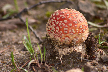Amanita muscaria mushroom emerging from the ground in egg shape, wrapped in spongy tissue