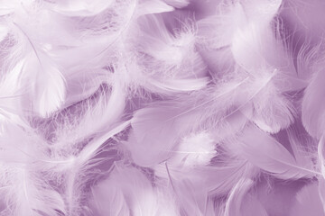 Fototapeta na wymiar Fluffy purple feathers as background, top view
