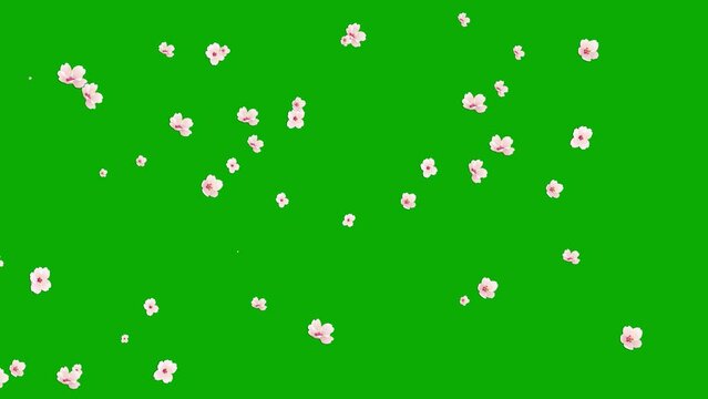 Falling cherry flowers motion graphics with green screen background