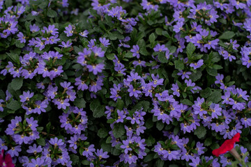 Purple mexican petunia beautiful blooming flower green leaf background.