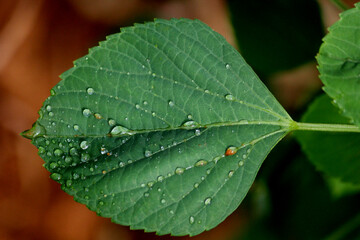 water drops on leaf