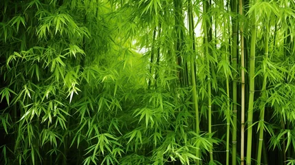 Schilderijen op glas Bamboo Forest And Green Bamboo Leaves, Fresh Bamboo Trees In Forest With Blurred Background © @_ greta