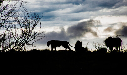Three lions at sunset on hilltop in savannah in South Africa.