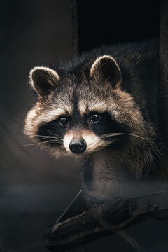 Raccoon, Waschb&auml;r