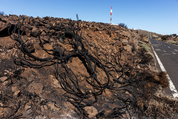Burnt branches at the side of the road after fire in Tenerife. Canary Island, Spain	