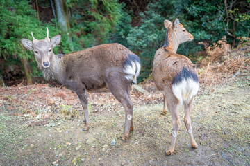 two deer in Japan Nara deer park
