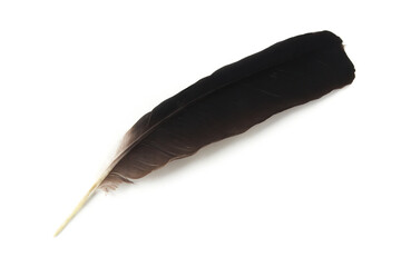 Bird feather
