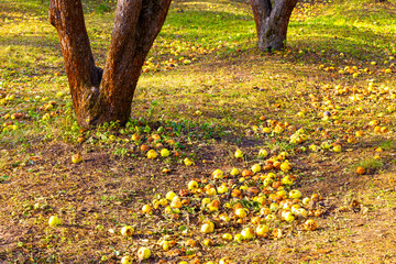 apples fallen from a tree lie on the ground.
