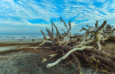 Dry trees on the sandy shore of a wide beach against the backdrop of a cloudy sky, Driftwood Beach