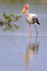 Painted Stork Walking and looking for food in the shallow water near the river.