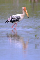 Painted Stork Walking and looking for food in the shallow water near the river.