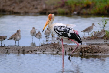 Painted Stork Walking and looking for food in the shallow water near the river.