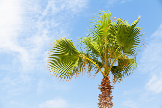 A palm tree is under blue sky on a sunny day. Washingtonia robusta